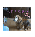チョコとそら（個別スタンプ：30）