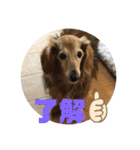 チョコとそら（個別スタンプ：31）