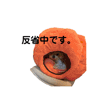 ぜっとん❤︎マルチーズ（個別スタンプ：8）