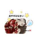 ぜっとん❤︎マルチーズ（個別スタンプ：10）