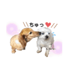 ぜっとん❤︎マルチーズ（個別スタンプ：12）