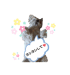 ぜっとん❤︎マルチーズ（個別スタンプ：24）