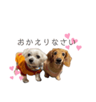 ぜっとん❤︎マルチーズ（個別スタンプ：29）