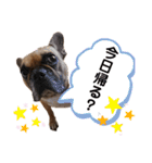 フレンチブルドッグ☆リブの楽しい毎日④（個別スタンプ：3）