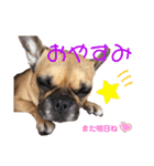フレンチブルドッグ☆リブの楽しい毎日④（個別スタンプ：4）