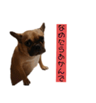 フレンチブルドッグ☆リブの楽しい毎日④（個別スタンプ：10）