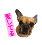 フレンチブルドッグ☆リブの楽しい毎日④（個別スタンプ：19）