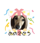 アッシュの日常生活(カニヘンダックス)①（個別スタンプ：3）