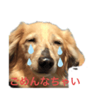 アッシュの日常生活(カニヘンダックス)①（個別スタンプ：5）
