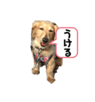 アッシュの日常生活(カニヘンダックス)①（個別スタンプ：7）