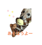 アッシュの日常生活(カニヘンダックス)①（個別スタンプ：8）