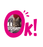 ちょこ座衛門（個別スタンプ：7）