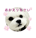 秋田のびび(挨拶)（個別スタンプ：5）