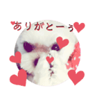 秋田のびび(挨拶)（個別スタンプ：7）