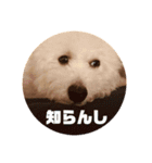 白玉毛玉のぷむ太郎（個別スタンプ：1）
