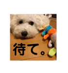 白玉毛玉のぷむ太郎（個別スタンプ：12）