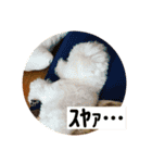 白玉毛玉のぷむ太郎（個別スタンプ：13）