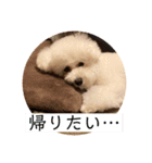 白玉毛玉のぷむ太郎（個別スタンプ：14）