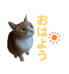 とらじろう〜ときどきモコ〜（個別スタンプ：3）