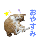とらじろう〜ときどきモコ〜（個別スタンプ：4）