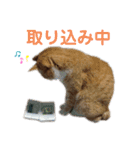 とらじろう〜ときどきモコ〜（個別スタンプ：7）