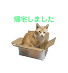 とらじろう〜ときどきモコ〜（個別スタンプ：8）