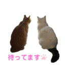 とらじろう〜ときどきモコ〜（個別スタンプ：9）