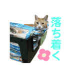 とらじろう〜ときどきモコ〜（個別スタンプ：10）