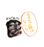 黒パグキャンディー2nd（個別スタンプ：2）
