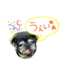 黒パグキャンディー2nd（個別スタンプ：5）