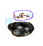 黒パグキャンディー2nd（個別スタンプ：6）