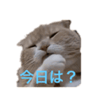 我が家のペット斉藤さん（個別スタンプ：1）