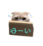 我が家のペット斉藤さん（個別スタンプ：7）