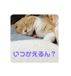 我が家のペット斉藤さん（個別スタンプ：8）