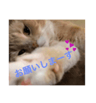 我が家のペット斉藤さん（個別スタンプ：9）