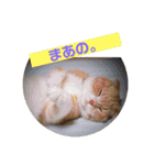 我が家のペット斉藤さん（個別スタンプ：11）