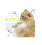 我が家のペット斉藤さん（個別スタンプ：12）