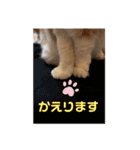 我が家のペット斉藤さん（個別スタンプ：15）