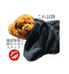トイプードル ヲタク（個別スタンプ：6）
