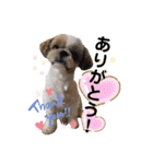 愛犬シーズー ももすけのスタンプ（個別スタンプ：1）