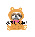 愛犬シーズー ももすけのスタンプ（個別スタンプ：2）