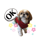 愛犬シーズー ももすけのスタンプ（個別スタンプ：3）