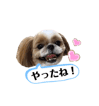 愛犬シーズー ももすけのスタンプ（個別スタンプ：4）