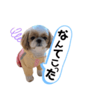 愛犬シーズー ももすけのスタンプ（個別スタンプ：5）
