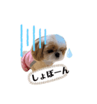 愛犬シーズー ももすけのスタンプ（個別スタンプ：6）