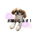 愛犬シーズー ももすけのスタンプ（個別スタンプ：8）