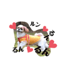 愛犬シーズー ももすけのスタンプ（個別スタンプ：9）