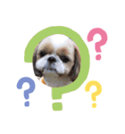 愛犬シーズー ももすけのスタンプ（個別スタンプ：10）