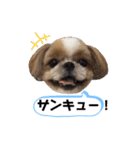 愛犬シーズー ももすけのスタンプ（個別スタンプ：11）