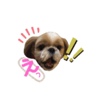 愛犬シーズー ももすけのスタンプ（個別スタンプ：12）